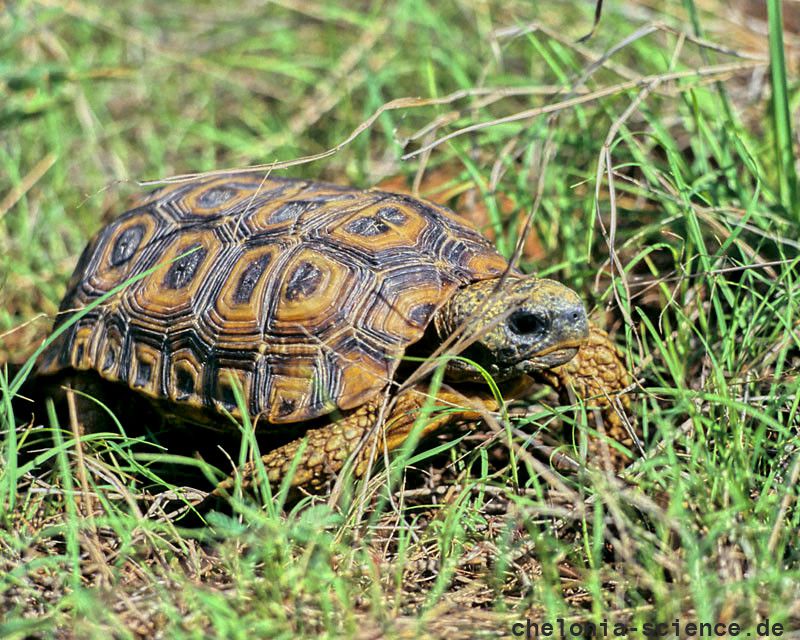 Spekes Gelenkschildkröte, Kinixys spekii, Fundort: Matabeleland, Zimbabwe – © Victor Loehr