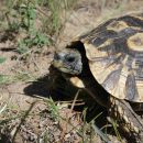 Südostafrikanische Gelenkschildkröte, Kinixys zombensis, ein männliches Exemplar, Fundort: Kwazulu-Natal, South Africa – © Victor Loehr ➚