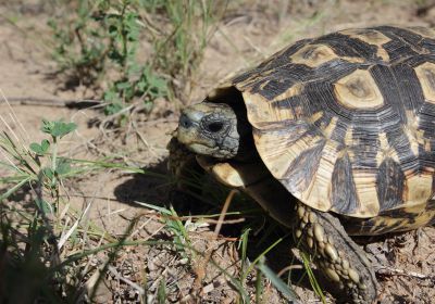 Südostafrikanische Gelenkschildkröte, Kinixys zombensis, – © Victor Loehr