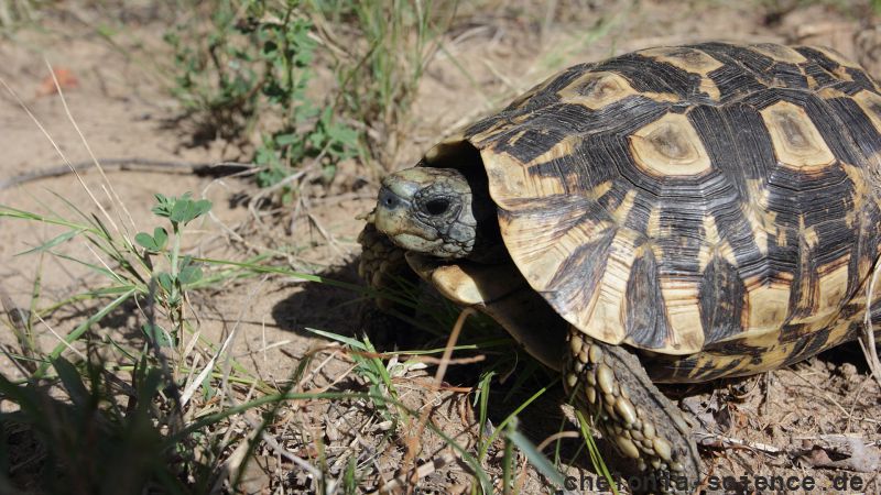 Südostafrikanische Gelenkschildkröte, Kinixys zombensis, ein männliches Exemplar, Fundort: Kwazulu-Natal, South Africa – © Victor Loehr ➚ Südostafrikanische Gelenkschildkröte, Kinixys zombensis, ein männliches Exemplar, Fundort: Kwazulu-Natal, South Africa – © Victor Loehr ➚