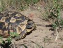 Südostafrikanische Gelenkschildkröte, Kinixys zombensis, ein männliches Exemplar, Fundort: Kwazulu-Natal, South Africa – © Victor Loehr ➚