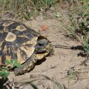 Südostafrikanische Gelenkschildkröte, Kinixys zombensis, ein männliches Exemplar, Fundort: Kwazulu-Natal, South Africa – © Victor Loehr ➚