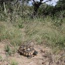 Südostafrikanische Gelenkschildkröte, Kinixys zombensis, ein männliches Exemplar in seinem Habitat, Fundort: Kwazulu-Natal, South Africa – © Victor Loehr ➚