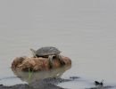 Starrbrust-Pelomeduse, Pelomedusa subrufa, Fundort: Kwazulu-Natal, South Africa – © Victor Loehr ➚