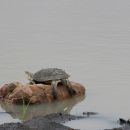 Starrbrust-Pelomeduse, Pelomedusa subrufa, Fundort: Kwazulu-Natal, South Africa – © Victor Loehr ➚