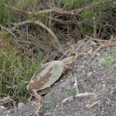 Starrbrust-Pelomeduse, Pelomedusa subrufa, Fundort: Northern Cape, South Africa – © Victor Loehr ➚