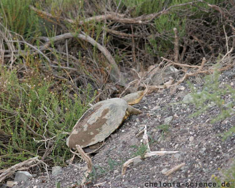 Starrbrust-Pelomeduse, Pelomedusa subrufa, Fundort: Northern Cape, South Africa – © Victor Loehr ➚ Starrbrust-Pelomeduse, Pelomedusa subrufa, Fundort: Northern Cape, South Africa – © Victor Loehr ➚