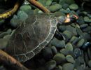 Rotkopf-Schienenschildkröte, Podocnemis erythrocephala, – © Hans-Jürgen Bidmon