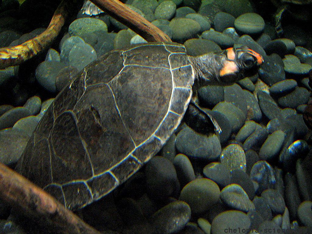 Rotkopf-Schienenschildkröte, Podocnemis erythrocephala, – © Hans-Jürgen Bidmon