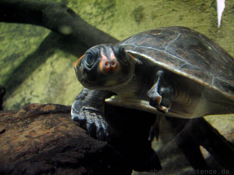 Rotkopf-Schienenschildkröte, Podocnemis erythrocephala, – © Hans-Jürgen Bidmon Rotkopf-Schienenschildkröte, Podocnemis erythrocephala, – © Hans-Jürgen Bidmon