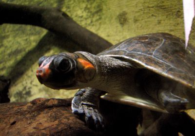 Rotkopf-Schienenschildkröte, Podocnemis erythrocephala, – © Hans-Jürgen Bidmon