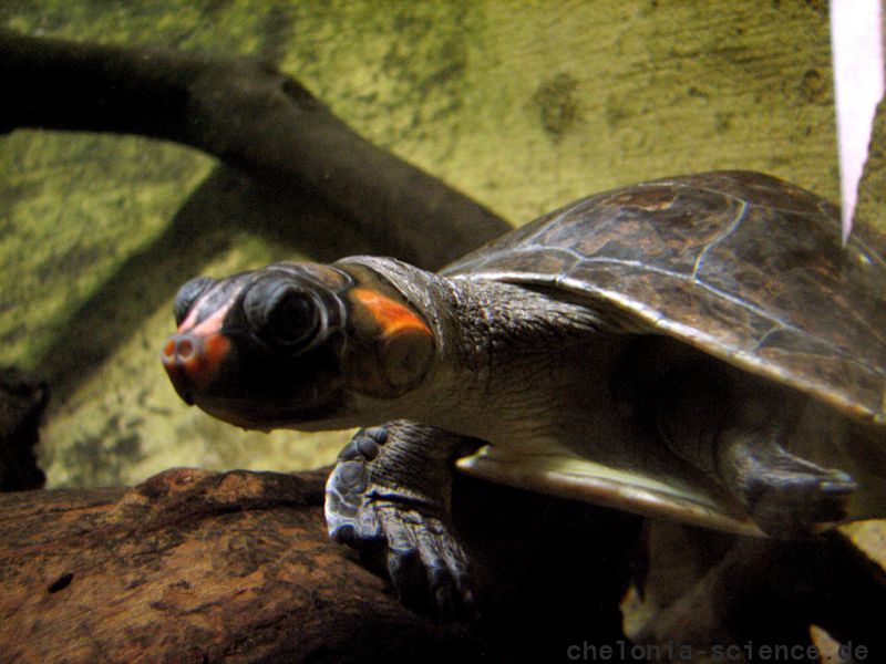 Rotkopf-Schienenschildkröte, Podocnemis erythrocephala, – © Hans-Jürgen Bidmon