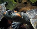 Rotkopf-Schienenschildkröte, Podocnemis erythrocephala, – © Hans-Jürgen Bidmon