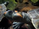 Rotkopf-Schienenschildkr&ouml;te, Podocnemis erythrocephala, &ndash; &copy; Hans-J&uuml;rgen Bidmon