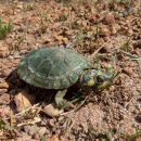 Arrauschildkröte, Podocnemis expansa, ein Schlüpfling – © Mario Herz Arrauschildkröte, Podocnemis expansa, ein Schlüpfling – © Mario Herz