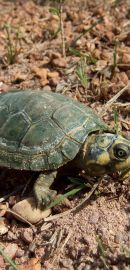 Arrauschildkröte, Podocnemis expansa, ein Schlüpfling – © Mario Herz