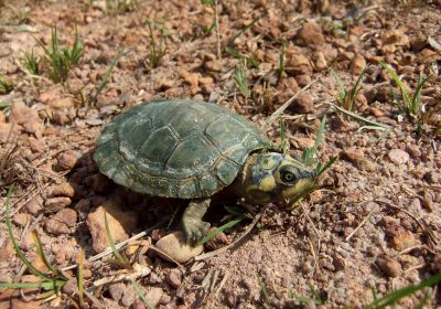 Podocnemis expansa – Arrauschildkröte