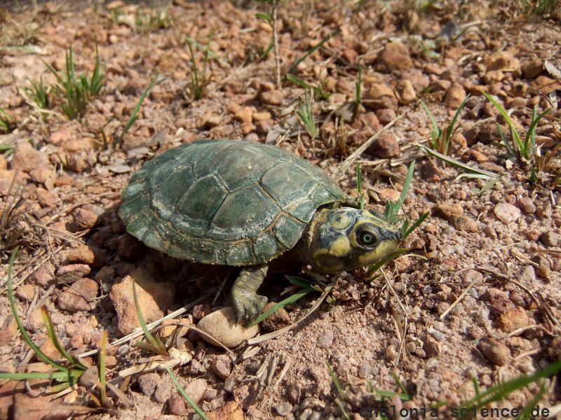 Arrauschildkröte, Podocnemis expansa, ein Schlüpfling – © Mario Herz Arrauschildkröte, Podocnemis expansa, ein Schlüpfling – © Mario Herz