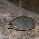 Vietnamesische Pfauenaugen-Sumpfschildkröte, Sacalia quadriocellata, – © Asian Turtle Program