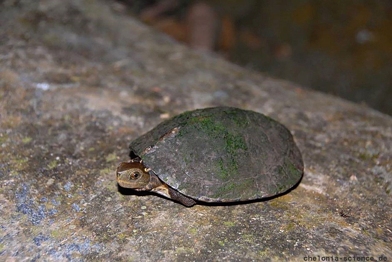 Vietnamesische Pfauenaugen-Sumpfschildkröte, Sacalia quadriocellata, – © Asian Turtle Program