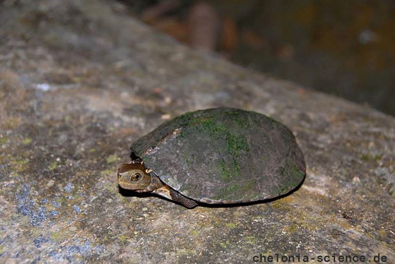 Vietnamesische Pfauenaugen-Sumpfschildkröte, Sacalia quadriocellata, – © Asian Turtle Program Vietnamesische Pfauenaugen-Sumpfschildkröte, Sacalia quadriocellata, – © Asian Turtle Program
