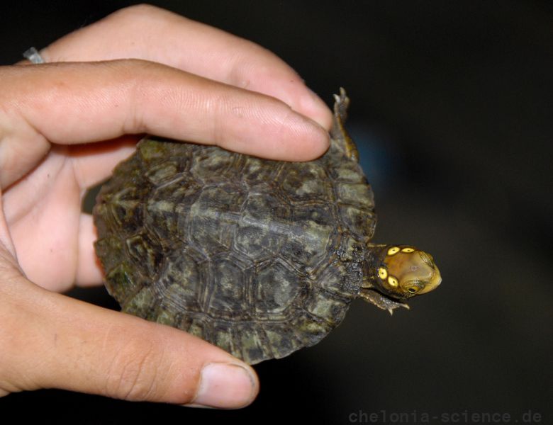 Vietnamesische Pfauenaugen-Sumpfschildkröte, Sacalia quadriocellata, – © Asian Turtle Program Vietnamesische Pfauenaugen-Sumpfschildkröte, Sacalia quadriocellata, – © Asian Turtle Program