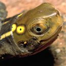 Vietnamesische Pfauenaugen-Sumpfschildkröte, Sacalia quadriocellata, – © Thomas Ziegler