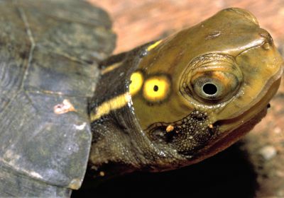 Vietnamesische Pfauenaugen-Sumpfschildkröte, Sacalia quadriocellata, – © Thomas Ziegler