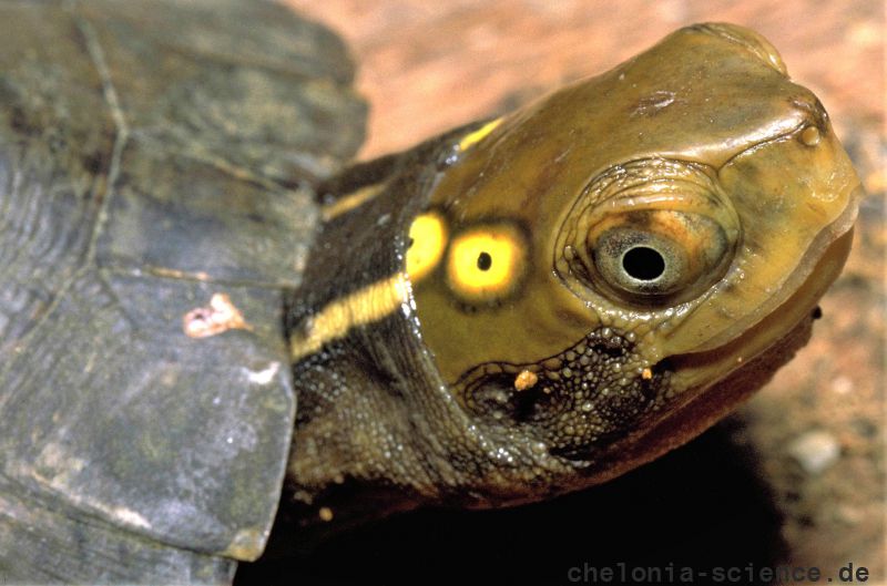 Vietnamesische Pfauenaugen-Sumpfschildkröte, Sacalia quadriocellata, – © Thomas Ziegler