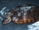 Philippinen-Erdschildkröte, Siebenrockiella leytensis, – © Y. Emerson