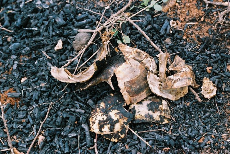 Reste eines Schildkrötenmahls in Bulgarien. – © Georgi Popgeorgiev