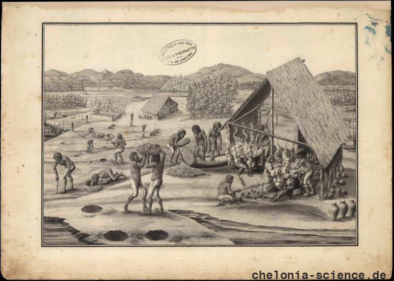 Die Schildkrötenverarbeitung in Amazonien. – Zur Verfügung gestellt von Moraes dos Santos, C. F. & M. M. Fiori Die Schildkrötenverarbeitung in Amazonien. – Zur Verfügung gestellt von Moraes dos Santos, C. F. & M. M. Fiori