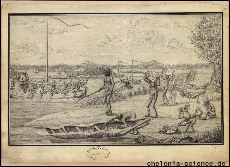 Die Schildkrötenjagd in den Gewässern Amazoniens. – Zur Verfügung gestellt von Moraes dos Santos, C. F. & M. M. Fiori Die Schildkrötenjagd in den Gewässern Amazoniens. – Zur Verfügung gestellt von Moraes dos Santos, C. F. & M. M. Fiori