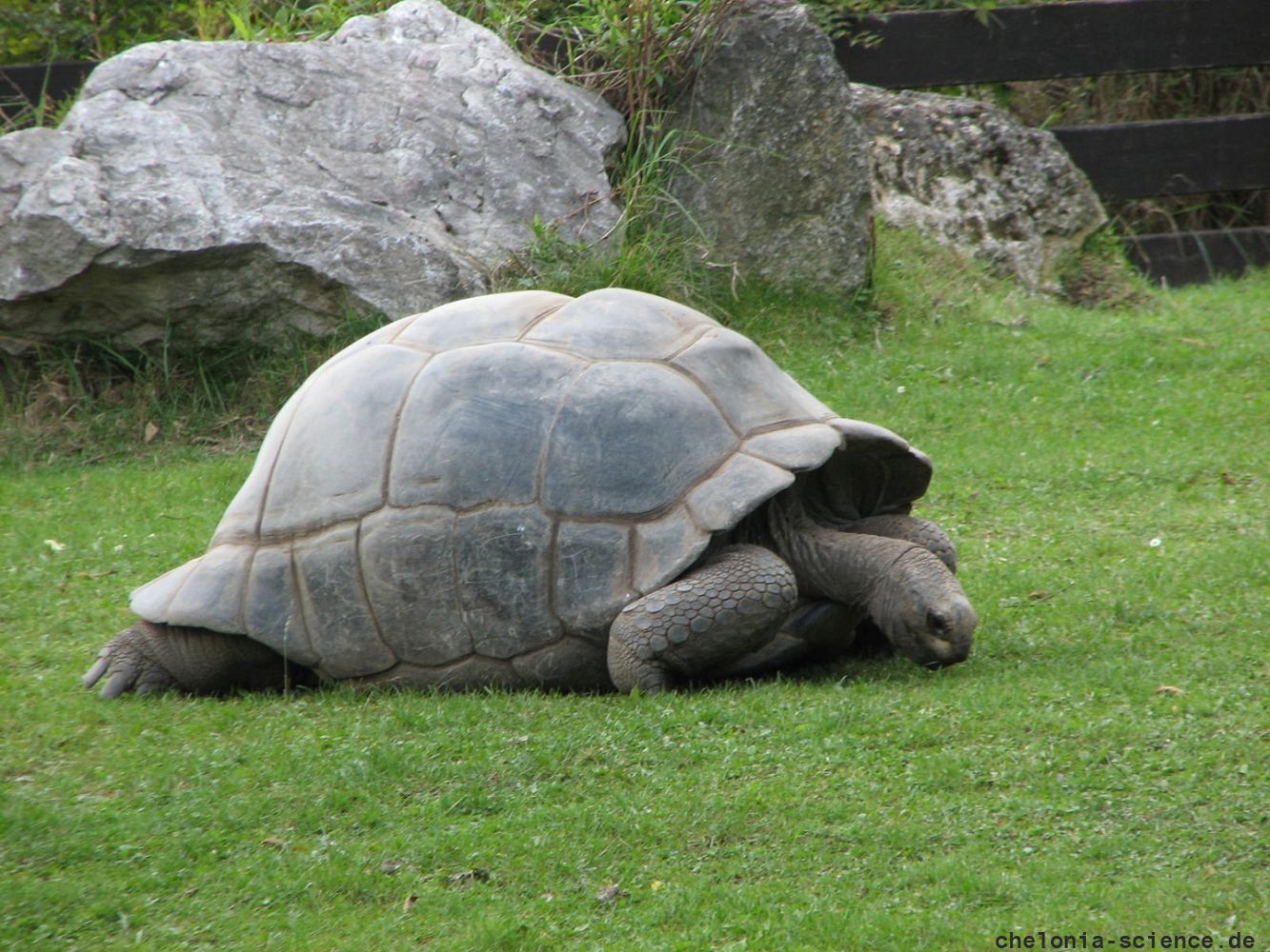 Aldabra-Riesenschildkröte, Aldabrachelys gigantea, – © Hans-Jürgen Bidmon