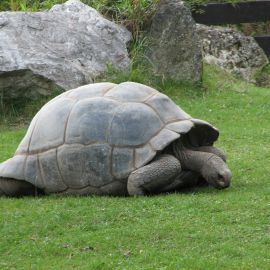 Aldabra-Riesenschildkröte, Aldabrachelys gigantea, – © Hans-Jürgen Bidmon