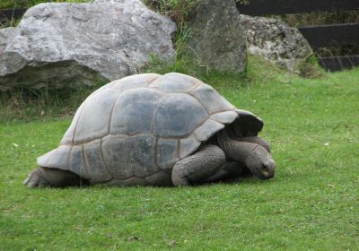 Aldabrachelys gigantea – Aldabra-Riesenschildkröte