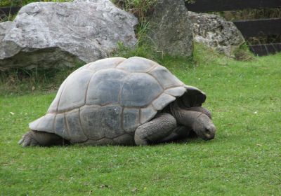 Aldabra-Riesenschildkröte, Aldabrachelys gigantea, – © Hans-Jürgen Bidmon