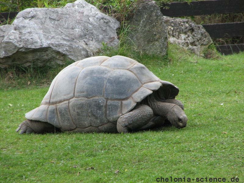 Aldabra-Riesenschildkröte, Aldabrachelys gigantea, – © Hans-Jürgen Bidmon Aldabra-Riesenschildkröte, Aldabrachelys gigantea, – © Hans-Jürgen Bidmon