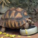 Madagassische Schnabelbrustschildkröte, Astrochelys yniphora, – © Mario Brendgen