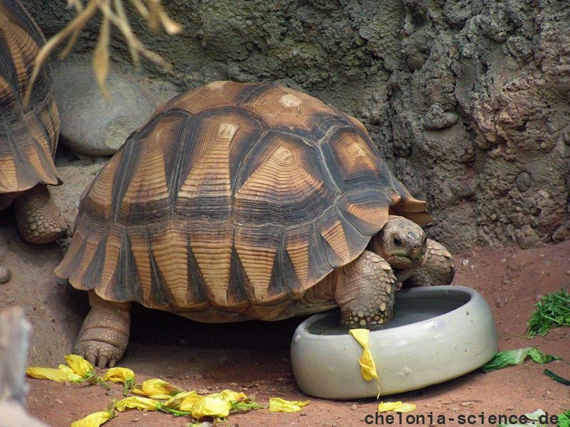 Madagassische Schnabelbrustschildkröte, Astrochelys yniphora, – © Mario Brendgen Madagassische Schnabelbrustschildkröte, Astrochelys yniphora, – © Mario Brendgen