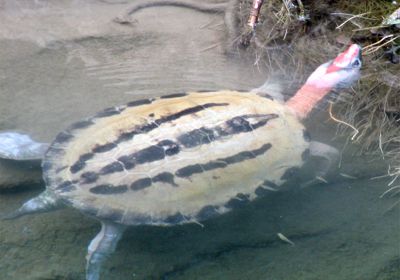 Callagur-Schildkröte, Batagur borneoensis, – © Hans-Jürgen Bidmon