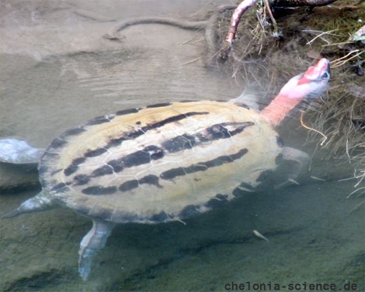 Callagur-Schildkröte, Batagur borneoensis, – © Hans-Jürgen Bidmon