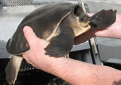 Papua-Weichschildkröte, Carettochelys insculpta, – © Hans-Jürgen Bidmon