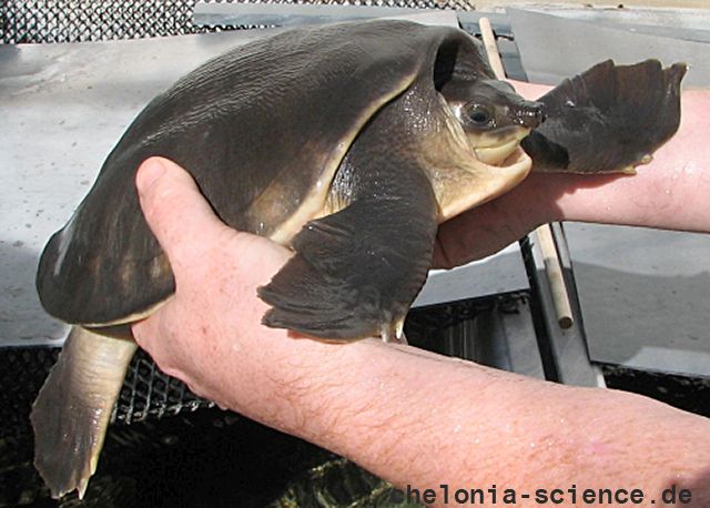 Carettochelys insculpta Hans Juergen Bidmon 01 Carettochelys insculpta Hans Juergen Bidmon 01