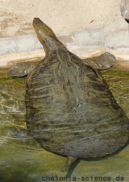Vorderindische Kurzkopf-Weichschildkröte, Chitra indica, – © Hans-Jürgen-Bidmon Vorderindische Kurzkopf-Weichschildkröte, Chitra indica, – © Hans-Jürgen-Bidmon