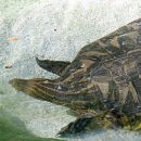 Vorderindische Kurzkopf-Weichschildkröte, Chitra indica, – © Hans-Jürgen-Bidmon