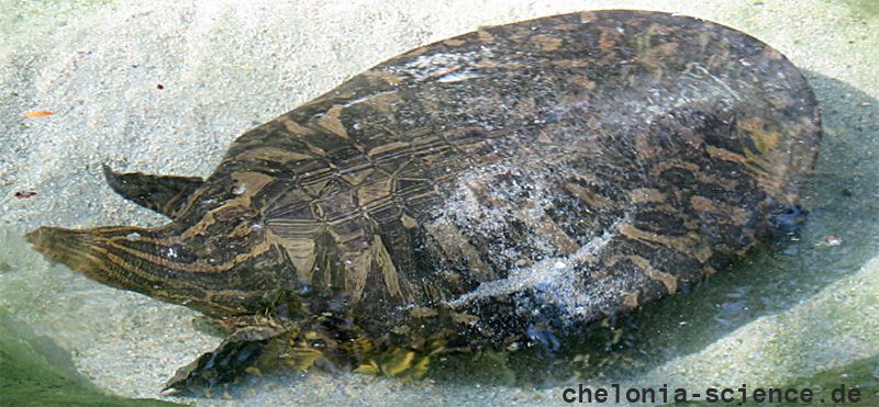 Vorderindische Kurzkopf-Weichschildkröte, Chitra indica, – © Hans-Jürgen-Bidmon