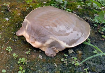 Burma-Kurzkopf-Weichschildkröte, Chitra vandijki, – © Chen Chen