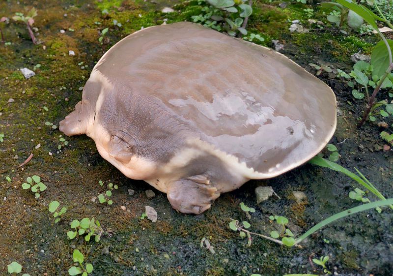 Burma-Kurzkopf-Weichschildkröte, Chitra vandijki, – © Chen Chen Burma-Kurzkopf-Weichschildkröte, Chitra vandijki, – © Chen Chen