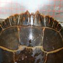 Zierschildkröte, Chrysemys picta, Männchen mit Zacken am vorderen Panzerand als Sexualwaffe – © Patrick D. Moldowan Zierschildkröte, Chrysemys picta, Männchen mit Zacken am vorderen Panzerand als Sexualwaffe – © Patrick D. Moldowan
